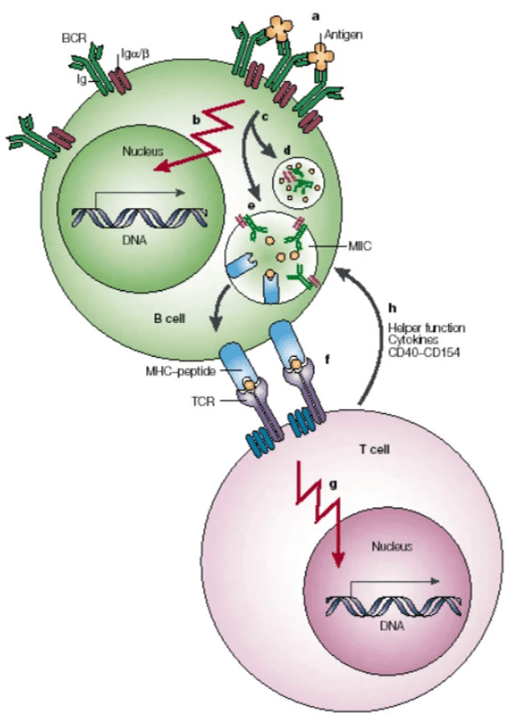 Episode 3: The Quicksand Demon - B Cells On Standby! The Awakening of the Immune 'Magic Weapon Master' The master and his two disciples arrived at the banks of the Quicksand River. The river water surged violently, with rolling waves and hidden reefs. A faint, dark mist subtly rose from the surface, giving the whole scene an unsettling, eerie feel. The Monkey King leaped onto his Cloud Somersault, surveying the river. Frowning, he said, "Master, Pigsy, there's definitely a demon here. Its aura is hidden deep beneath the river, extremely well concealed. It seems to be tightly sealed away." Pigsy scratched his head, sniffing the river water. "That's odd," he mused. "This demon's aura is weak but stubbornly persistent. It doesn't seem like it wants to cause trouble; it's more like it's trapped, unable to call for help, truly pitiful." Tripitaka walked to the river's edge, bending down to touch the water. His voice was gentle. "There's a profound sadness in this river water. Perhaps this demon, like Pigsy, is acting out of circumstance, not malice. Let's try to communicate with him first and understand his story." Just as he spoke, the river suddenly erupted with towering waves. With a thunderous crash, a green-faced, tusked, shaggy-haired demon, wielding a demon-subduing staff, burst from the river, roaring at the trio, "Who are you?! How dare you trespass on my territory! Are you looking for trouble?!" The Monkey King raised his staff, his eyes narrowing. "Audacious demon! I am Sun Wukong, the Monkey King! This is my Master Tripitaka. We are on a divine mission to journey west, protect the 'Great Tang Nation' (your body!), and clear out all evil demons (antigens!). If you know what's good for you, surrender quickly and tell us your story, or I'll smash you with one blow!" The demon swung his staff at the Monkey King, shouting, "I won't surrender! This Quicksand River is my territory, and no one gets to trespass!" The two immediately clashed, but after just a few moves, the demon found himself gradually losing ground. His heart jolted: This hairy monkey is too powerful! I'm no match for him! I'd better run! Thinking this, the demon turned to flee back into the river, but Pigsy blocked his escape. Pigsy swung his Nine-toothed Rake, shouting, "Demon, don't run! Quick, tell us, who are you, why were you sealed at the bottom of this Quicksand River, and why are you haunting this place?!" The demon stopped, his eyes filled with sorrow. He lowered his staff and sighed. "I was once the Curtain-Lifting General of the Heavenly Court, responsible for guarding the Hall of Mirrored Clouds. But during the Peach Banquet, I accidentally shattered the Jade Emperor's glazed lamp. For that, I was banished to the mortal realm, cast into the Quicksand River. Every seven days, flying swords pierce my chest, causing endless torment. I never meant to cause harm; I'm just trapped here, with no one to save me, merely clinging to existence." Tripitaka stepped forward, his voice kind. "Curtain-Lifting General, I understand your helplessness and your suffering. But do you know, you are fundamentally one of the 'Great Tang Nation's' (your body's) Immune Guardians! You are our immune system's 'Magic Weapon Master' (a B cell!), responsible for producing 'Immune Magic Weapons' (antibodies!) to help clear out evil demons (antigens!). But after your banishment, you lost your activation signal, unable to unleash your power, which is why you've been trapped here, unable to escape." A glimmer of hope sparked in the General's eyes. He looked at Tripitaka, pleading, "Exalted monk, is what you say true? Can I really become a guardian again, escape the torment of this Quicksand River, and fulfill my purpose once more?" "Of course, it's true," Tripitaka nodded, smiling. "My divine mission to journey west is precisely to gather all the Immune Guardians, form an Immune Team, clear out the demons, and safeguard the peace of the 'Great Tang Nation.' If you are willing to become my disciple and follow me west, diligently performing your duties as a 'Magic Weapon Master,' then once your mission is complete, you can return to the Heavenly Court, restore your true form, and never suffer the torment of the Quicksand River again." The Curtain-Lifting General immediately cast aside his demon-subduing staff and knelt with a thud, tears streaming down his face. "Your disciple, Sha Wujing (Sandy), bows before you, Master! I am willing to follow you west. Even if it means being torn to pieces, I will never flinch! I will diligently fulfill my duty as a 'Magic Weapon Master' and assist Master and my two Senior Brothers in clearing out all evil demons!" Tripitaka helped him up, chuckling. "Excellent! From this day forward, you are my third disciple, with the dharma name Sha Wujing (Sandy). Monkey, Pigsy, you must take good care of your Junior Brother. From now on, the four of us, master and disciples, will work together with one heart to protect the 'Great Tang Nation.'" The Monkey King clapped Sandy's shoulder, grinning. "Junior Brother Sandy, with me, Old Monkey, around, no one will dare bully you! But your demon-subduing staff looks quite formidable. Can it fight off demons?" Sandy gripped his staff, giving an embarrassed smile. "Senior Brother, my staff can recognize demons (antigens!), but it can't unleash its full power. It's because I lack the activation signal, so I can't produce 'Magic Weapons' (antibodies!). I can only barely fend them off for a bit; I can't defeat them at all." Pigsy sidled closer, patting his chest. "Junior Brother Sandy, don't worry! With me around, I'll activate you! Master says I'm the Immune 'Conductor' (a CD4+ T cell!). My job is to activate you and Senior Brother Monkey, and send you 'battle signals.' I'll definitely help you unleash your true power and produce more 'Magic Weapons' to fight off the demons together!" Tripitaka added with a smile, "Sandy, you are fundamentally a B cell, the 'Magic Weapon Master.' Your demon-subduing staff is your recognition weapon (your B cell receptor, or BCR!). To produce 'Magic Weapons' (antibodies!), you need two signals: First, your staff must recognize the demon (antigen), just like seeing an enemy. Second, Pigsy (the CD4+ T cell) must give you an activation signal (cytokines), like someone giving you a 'go-ahead order.' Only when these two combine can you mass-produce 'Magic Weapons' and clear out the demons!" Sandy nodded, appearing to understand, and earnestly said, "Your disciple has noted it. Thank you, Master, thank you, Second Senior Brother. I will practice diligently from now on and quickly master the ability to produce 'Magic Weapons,' so I don't hold Master and my two Senior Brothers back." Just then, the river surface rippled again. An even stronger demonic aura than before emanated, growing thicker and thicker, turning the river water even murkier. The Monkey King's expression hardened as he gripped his Golden Cudgel. "Oh no, other demons are coming! And their aura is much stronger than before. It seems we are about to face our first real Immune Battle!" Tripitaka's expression was gentle yet firm. "Monkey, Pigsy, Sandy, prepare yourselves! These demons are likely the first wave of exogenous antigens (foreign bacteria and viruses!) invading the 'Great Tang Nation.' We must unite our efforts, follow the immune mechanism, coordinate our battle, and clear them out to protect the peace of the 'Great Tang Nation.'" Sandy gripped his demon-subduing staff, a determined glint in his eyes. "Master, don't worry! Your disciple will not hold you back! Even if I have to give my all, I will assist Senior Brother Monkey and Senior Brother Pigsy in clearing out the demons and fulfill my duty as a 'Magic Weapon Master!'" Pigsy brandished his Nine-toothed Rake, full of vigor. "That's right! The four of us, master and disciples, will work together and surely defeat any demon! I, the 'Conductor,' will make sure to activate you all and not give any demon a chance!" The Monkey King stood ready with his staff, his eyes like burning coals. He let out a loud cry, "Demons, where do you think you're going?! Old Monkey is here!" With that, he leaped forward, charging towards the direction of the demonic aura. Tripitaka, Pigsy, and Sandy followed closely behind. For the first time, the four, master and disciples, stood shoulder to shoulder in battle. An epic fight belonging to the Immune Team was about to begin! ________________________________________ Science Explainer: Here's a little science fact! Sandy, as a B cell, can only produce antibodies when activated by Pigsy (a CD4+ T cell). And antibodies are our body's 'ultimate magic weapons' against antigens, capable of precisely neutralizing and clearing out those evil demons!  B Cells: Your Body's Antibody Factories B cells are remarkable white blood cells that serve as one of your immune system's most powerful weapons against disease. Think of them as specialized factories that produce custom-made missiles (antibodies) to target specific invaders in your body. What Are B Cells? B cells, also called B lymphocytes, are a type of white blood cell that develops in your bone marrow. The "B" originally stood for "bursa of Fabricius," an organ found in birds where these cells were first discovered. In humans, B cells mature in the bone marrow before entering your bloodstream and lymphatic system. How B Cells Work When a foreign substance (called an antigen) enters your body—whether it's a virus, bacteria, or other harmful material—B cells spring into action through a fascinating process: 1.	Recognition: Each B cell has unique receptors on its surface that can recognize specific antigens, like a lock and key system. 2.	Activation: When a B cell encounters its matching antigen, it becomes activated and begins to multiply rapidly. 3.	Differentiation: The activated B cells transform into two main types: •	Plasma cells: These are antibody factories that pump out thousands of antibodies per second •	Memory B cells: These long-lived cells "remember" the antigen for future encounters The Antibody Connection Antibodies are Y-shaped proteins that B cells produce to neutralize threats. Each antibody is specifically designed to bind to its target antigen, marking it for destruction by other immune cells or directly neutralizing it. This is why you typically don't get the same strain of flu twice—your memory B cells remember it and can quickly produce antibodies if you're exposed again. Types of Antibodies B cells produce five main types of antibodies (immunoglobulins): •	IgG: The most common type in blood, providing long-term protection •	IgM: The first responder, appearing early in infections •	IgA: Found in mucous membranes, saliva, and breast milk •	IgE: Involved in allergic reactions •	IgD: Helps activate B cells How B cells are activated to produce antibodies •	Antigen recognition by the B cell receptor (BCR): A B cell’s surface BCR (a membrane-bound antibody) binds its specific antigen. This binding and often cross-linking of multiple BCRs sends the first intracellular activation signals, and the B cell internalizes the bound antigen. •	Antigen presentation: The internalized antigen is processed and fragments are displayed on the B cell surface in complex with MHC class II molecules. •	T cell help (T-dependent activation): Most strong, long-lived antibody responses require help from CD4+ T follicular helper (Tfh) cells. A Tfh cell recognizes the antigen–MHC II complex with its T cell receptor, then provides essential co-stimulatory signals (notably CD40L on the T cell binding CD40 on the B cell) and secretes cytokines (e.g., IL-4, IL-21). These signals drive B cell proliferation, differentiation into plasma and memory cells, germinal center formation, class-switch recombination (changing antibody isotype, e.g., IgM→IgG/IgA/IgE), and somatic hypermutation (affinity maturation). •	T-independent activation: Some antigens (e.g., repetitive bacterial polysaccharides) can strongly cross-link BCRs and activate B cells without T cell help. T-independent responses produce mainly IgM, are faster but generally generate less memory and weaker class switching. •	Outcome: With proper signals, activated B cells become antibody-secreting plasma cells (short- or long-lived) and memory B cells, providing immediate defense and faster, stronger responses on re-exposure.  El-Hani, Charbel & Arnellos, Argyris & Queiroz, Joao. (2013). MODELING A SEMIOTIC PROCESS IN THE IMMUNE SYSTEM- SIGNAL TRANSDUCTION IN B-CELL ACTIVATION. Clinical Importance B cells are crucial for vaccine effectiveness. When you receive a vaccination, it trains your B cells to recognize and remember specific pathogens without causing illness. This is why vaccines provide long-lasting protection against diseases like measles, polio, and COVID-19. B cell disorders can lead to serious health problems. Too few functional B cells result in immunodeficiency, making you susceptible to frequent infections. Conversely, when B cells malfunction, they can cause autoimmune diseases where antibodies attack your own healthy tissues. Conclusion B cells represent one of evolution's most sophisticated defense mechanisms. Their ability to create specific antibodies and maintain immunological memory makes them essential for both natural immunity and the success of modern vaccines. Understanding how these cellular factories work helps us appreciate the complexity and elegance of our immune system.