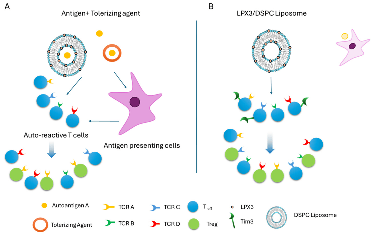 Figure 8. Illustration of the triad of antigen-specific tolerance induction. (A) Autoantigen “A” is presented via a carrier or tolerogenic agent. Only T cells expressing TCR “A” that is specific for autoantigen “A” will be involved in this process, leading to the generation of antigen-specific regulatory T cells (Tregs). (B) In contrast, the Tim-3 agonist LPX3 activates the natural immune tolerance pathway without the need for antigen presentation or TCR engagement. It induces antigen-agnostic tolerance, which is particularly advantageous in conditions involving multiple autoantigens or epitope spreading. Karzoun, B.; Ramadan, A.; Allababidi, S.; Fathallah, A.M. Breaking the Triad: Immune Tolerance Induction Without Antigen Co-Presentation via Tim Agonist for the Treatment of Autoimmune Diseases. Int. J. Mol. Sci. 2025, 26, 5531. https://doi.org/10.3390/ijms26125531