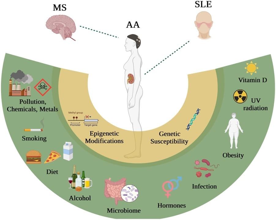 Autoimmune diseases simply mean that the immune system cannot tell the difference between "its own body" and "foreign invaders", mistakenly attacking its own tissues — a condition also known as "self-reactivity". Overall, around 9% of people develop such diseases, and the prevalence is significantly higher in females than in males. The misguided attacks by the immune system may target specific organs: for example, attacking the brain causes multiple sclerosis (MS), and attacking hair follicles in the scalp leads to alopecia areata (AA). It can also affect multiple systems throughout the body, as in systemic lupus erythematosus (SLE). Genetic makeup is currently considered a major factor that increases susceptibility to autoimmune diseases. However, it is now clear that the actual onset of the disease results from the combined effects of genetic predisposition and environmental factors. Nevertheless, identifying disease-causing genes alone is not enough to guide effective treatments, and close attention must also be paid to environmental factors linked to autoimmunity. Epidemiological data show that many environmental factors are associated with multiple sclerosis, lupus and alopecia areata, including vitamin D deficiency, obesity, previous viral infections, and lifestyle habits such as smoking, exercise and alcohol consumption. Touil H, Mounts K and De Jager PL (2023) Differential impact of environmental factors on systemic and localized autoimmunity. Front. Immunol. 14:1147447. doi: 10.3389/fimmu.2023.1147447