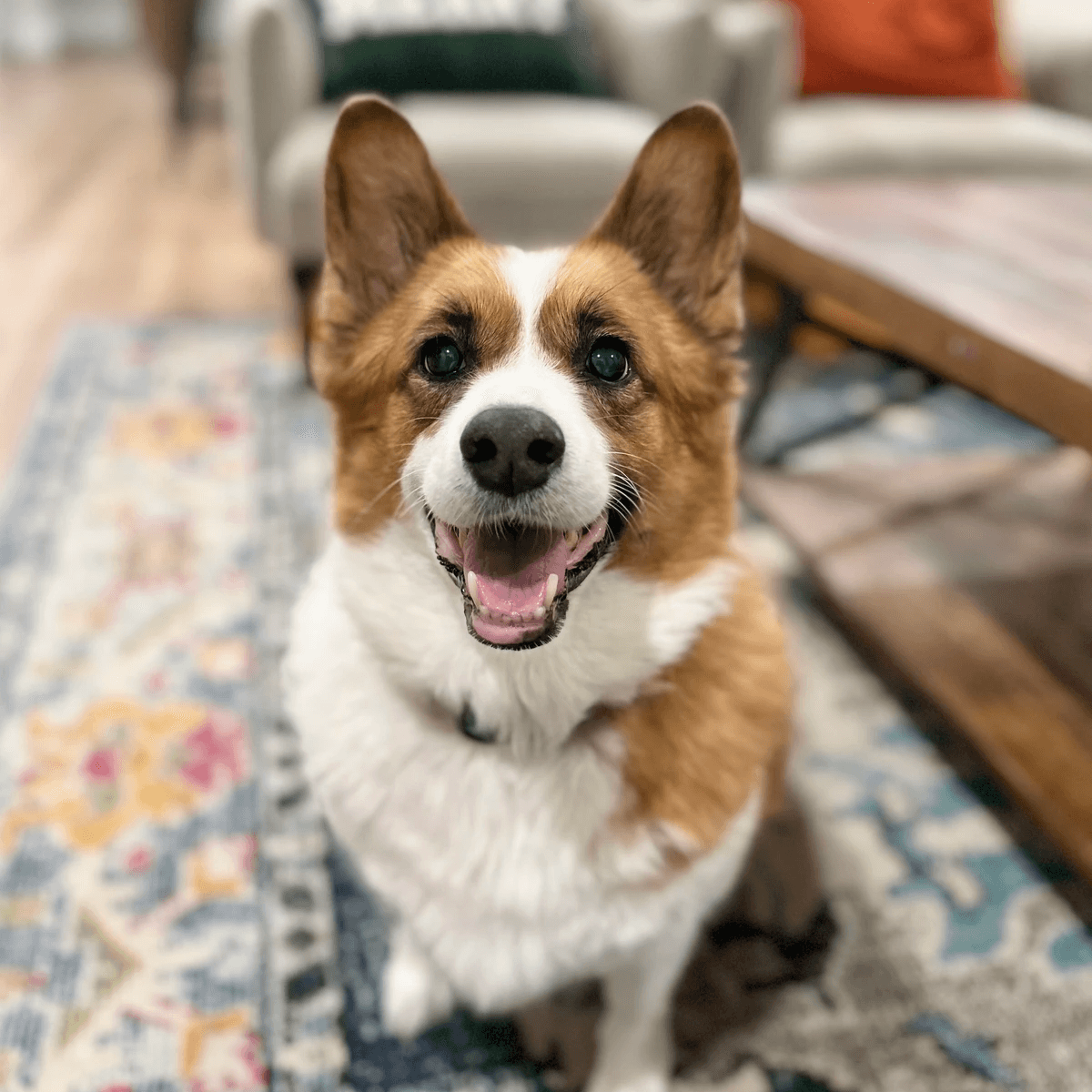 Let your dog enjoy a day of fun and socialization in our engaging daycare, supervised by trained professionals. Dog Daycare What We Offer LoveGood Canines is a dog business located in Asheville, NC. I offer dog training, boarding/sitting, check ins, daycare, and more.