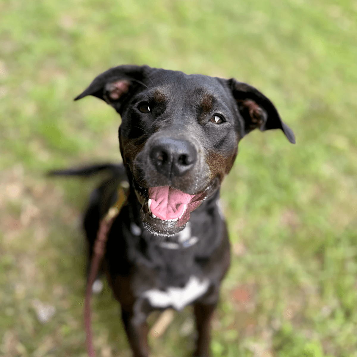 Let your dog enjoy a day of fun and socialization in our engaging daycare, supervised by trained professionals. Dog Daycare What We Offer LoveGood Canines is a dog business located in Asheville, NC. I offer dog training, boarding/sitting, check ins, daycare, and more.