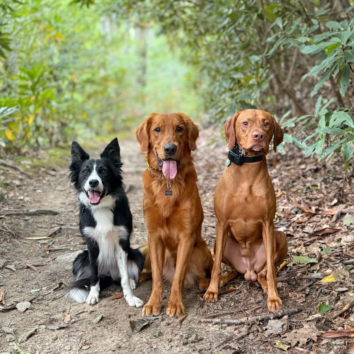 Let your dog enjoy a day of fun and socialization in our engaging daycare, supervised by trained professionals. Dog Daycare What We Offer LoveGood Canines is a dog business located in Asheville, NC. I offer dog training, boarding/sitting, check ins, daycare, and more.