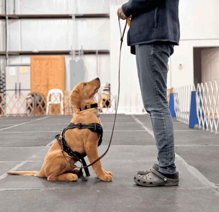 Let your dog enjoy a day of fun and socialization in our engaging daycare, supervised by trained professionals. Dog Daycare What We Offer LoveGood Canines is a dog business located in Asheville, NC. I offer dog training, boarding/sitting, check ins, daycare, and more.