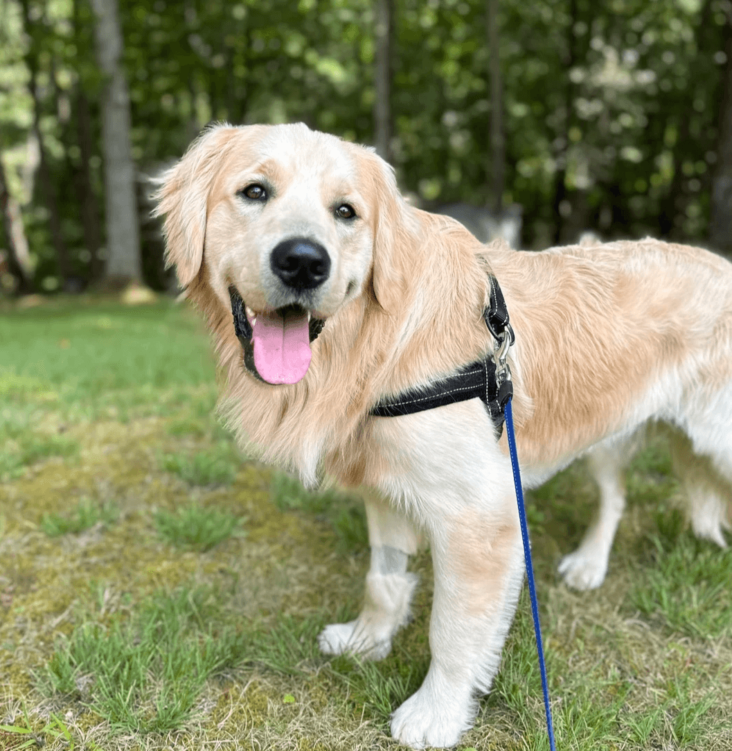 Let your dog enjoy a day of fun and socialization in our engaging daycare, supervised by trained professionals. Dog Daycare What We Offer LoveGood Canines is a dog business located in Asheville, NC. I offer dog training, boarding/sitting, check ins, daycare, and more.