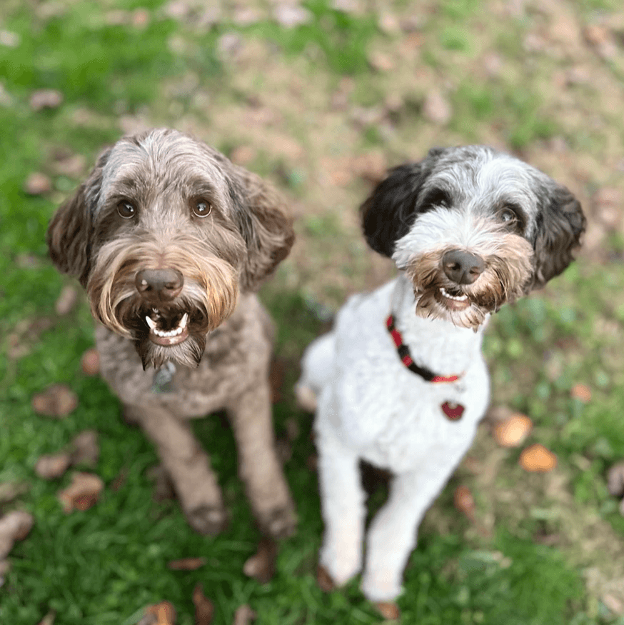 We provide a safe and comfortable space for your dog when you're away, with personalized care and attention. Boarding & Sitting What We Offer LoveGood Canines is a dog business located in Asheville, NC. I offer dog training, boarding/sitting, check ins, daycare, and more.