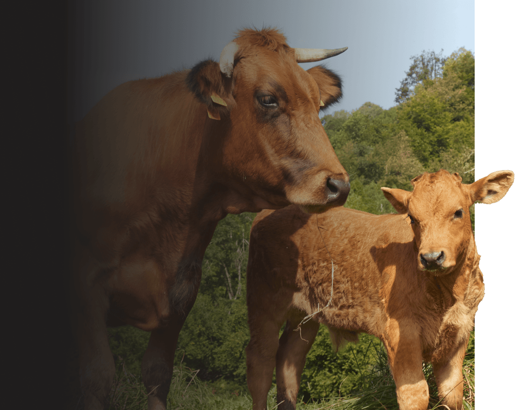 Vacas en el campo