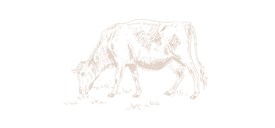 Ilustración de una vaca