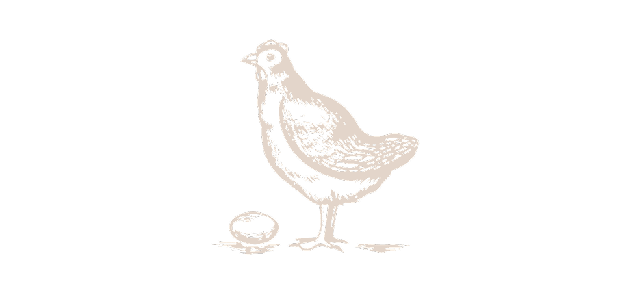 Ilustración gallina