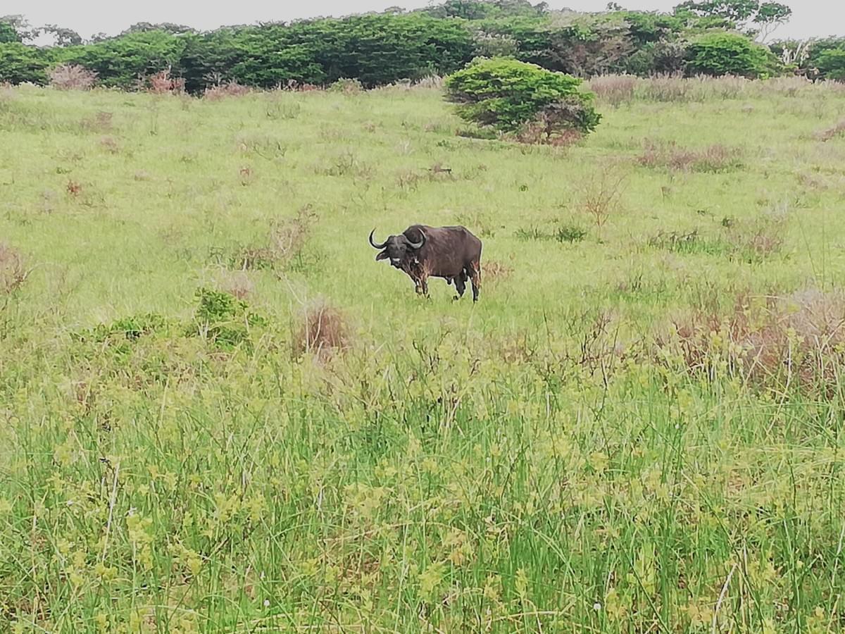 Buffalo standing in tall grass in Hluhluwe-iMfolozi Park