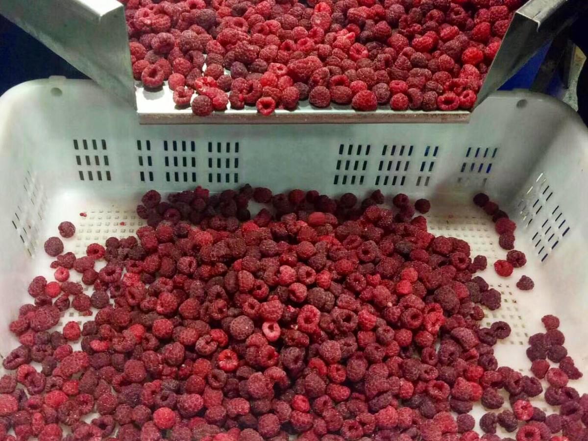 IQF Frozen Whole Raspberries