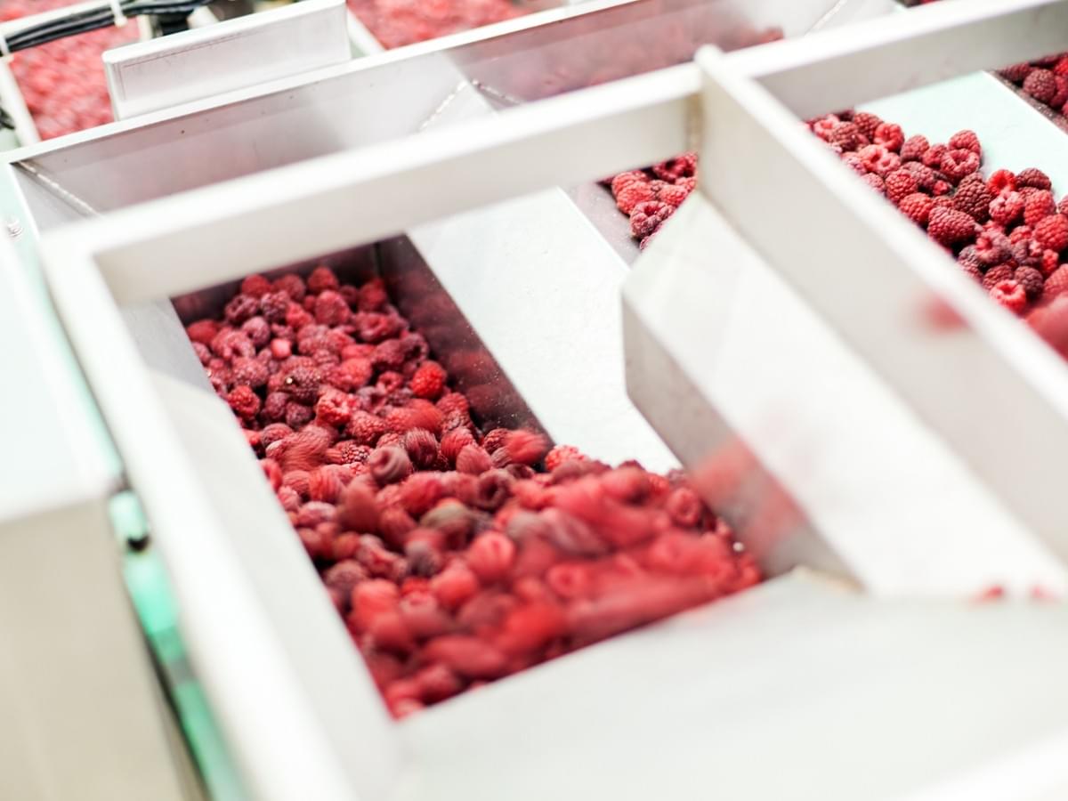 Frozen Raspberries Supplier China