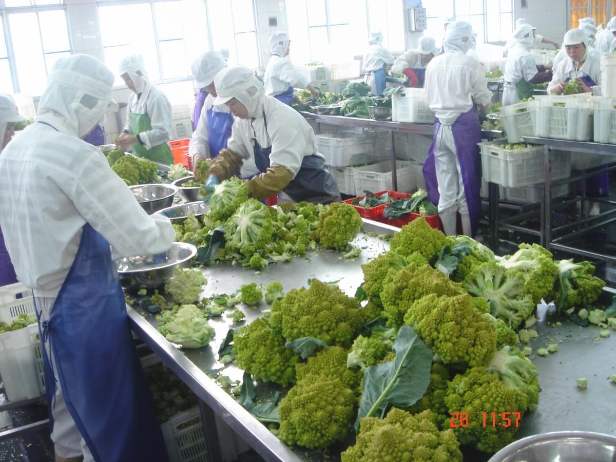IQF Romanesco Florets