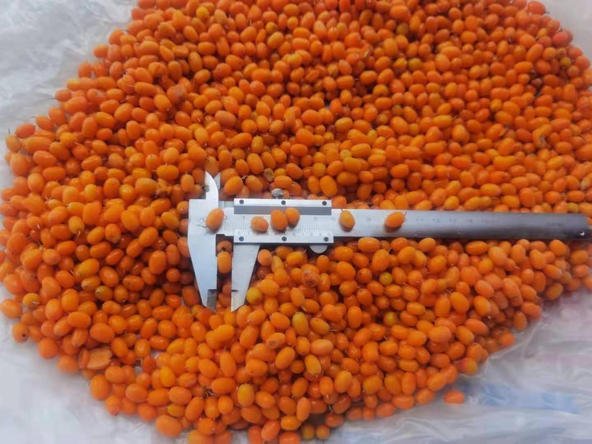 Frozen Sea Buckthorn Exporter