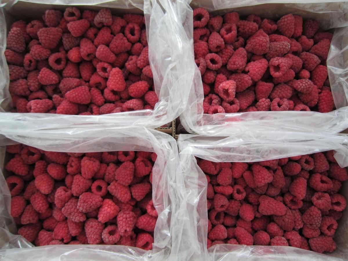 Frozen Raspberries Importers