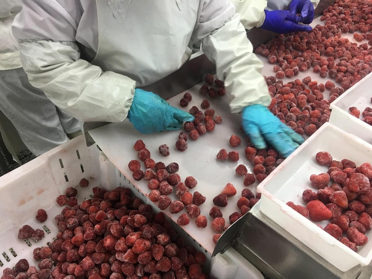 IQF Strawberries American No.13 Variety