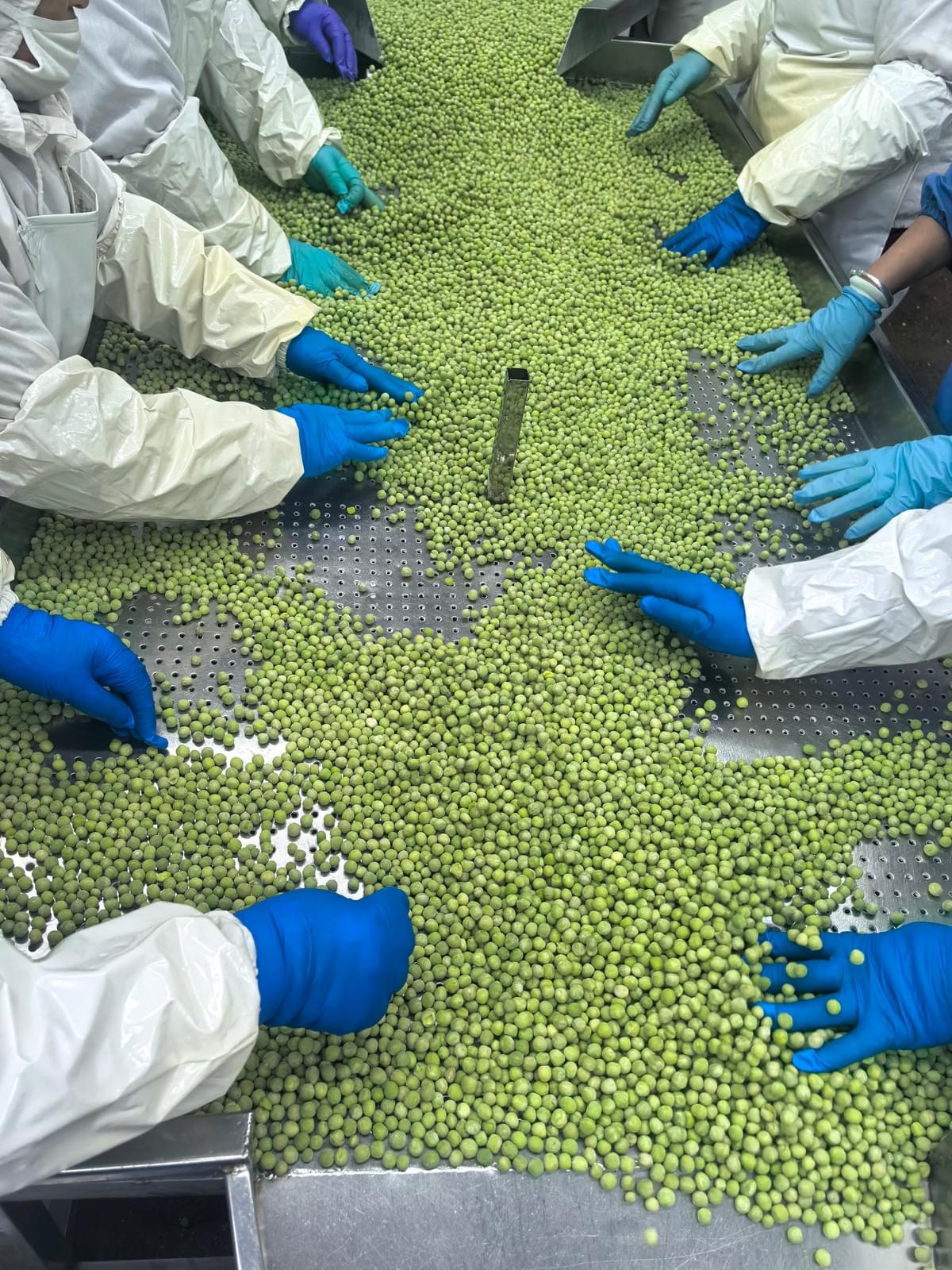 IQF Green Peas