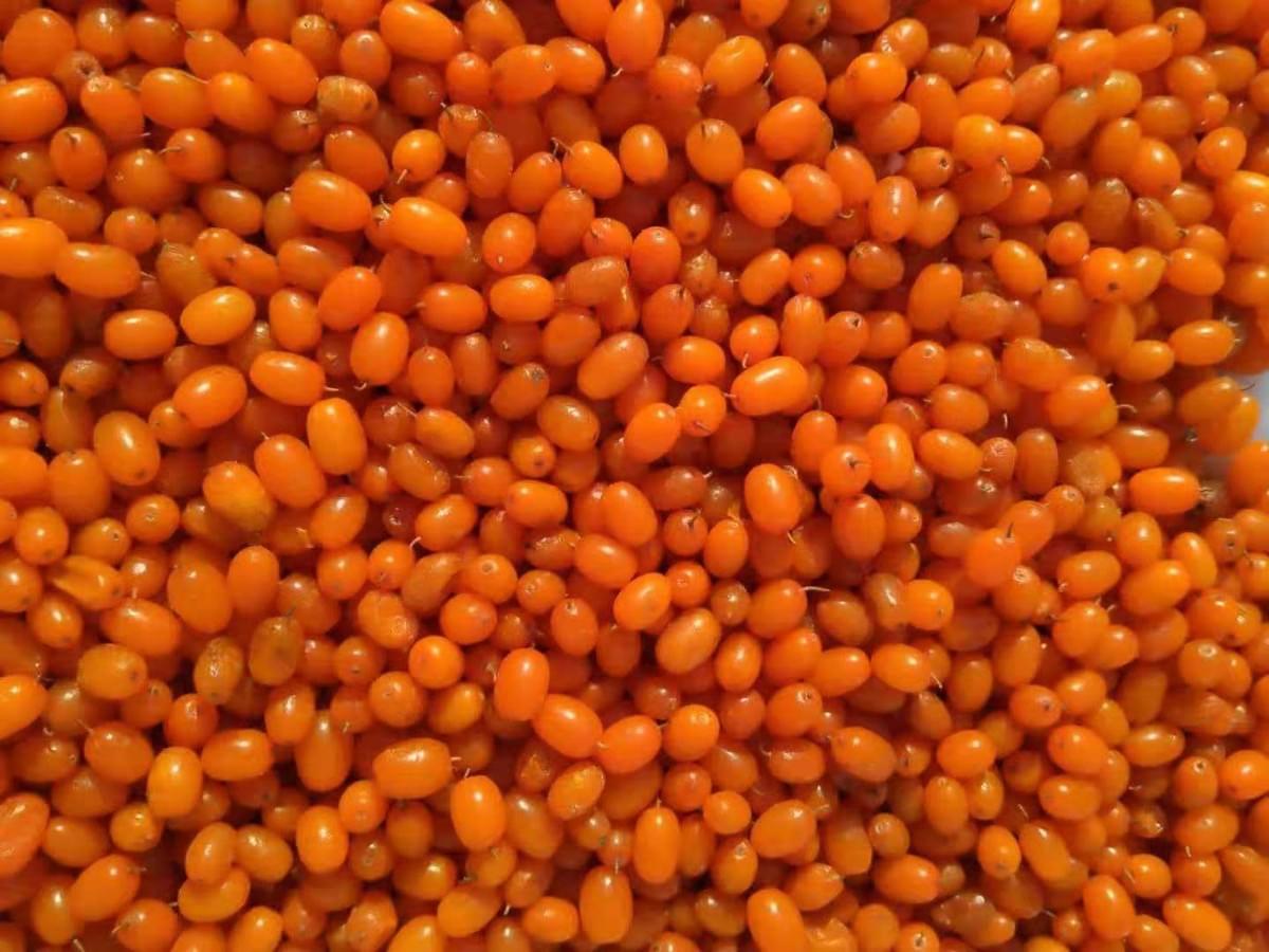 Frozen Sea Buckthorn Supplier