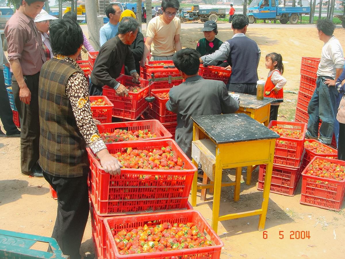 Frozen Strawberries Raw Material are Souring and Inspected