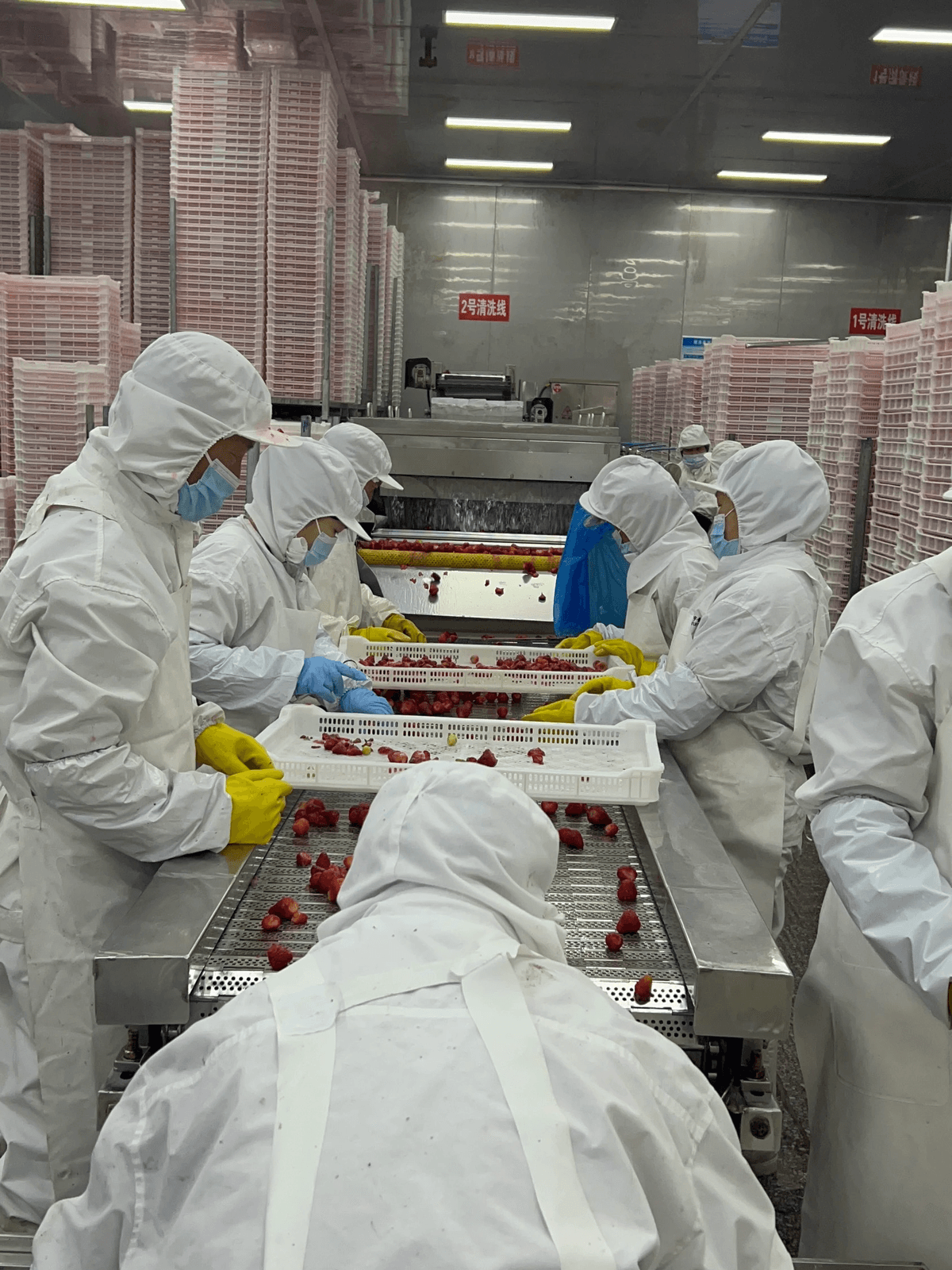 IQF Strawberries Dandong 99