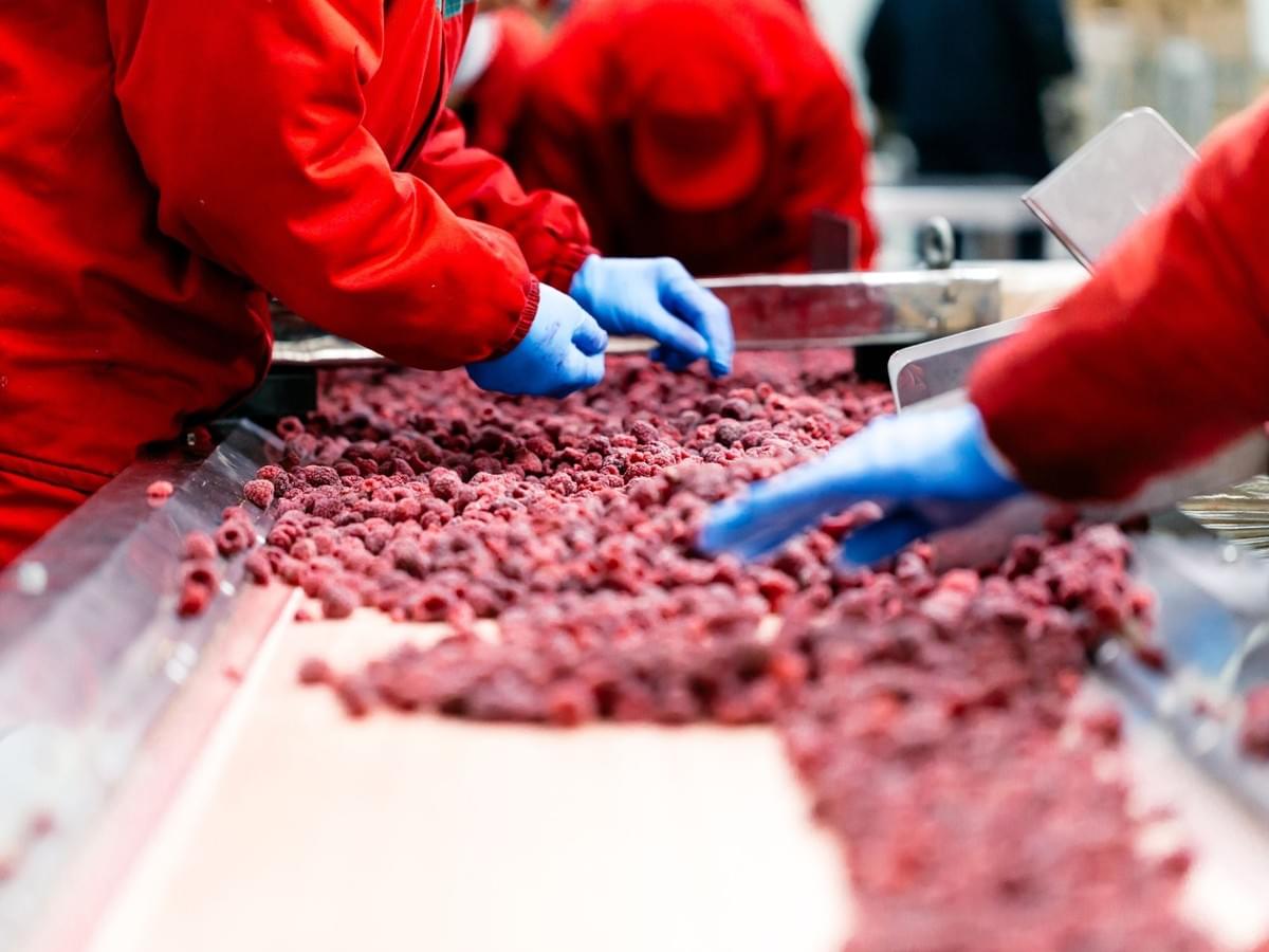 IQF Frozen Whole Raspberries