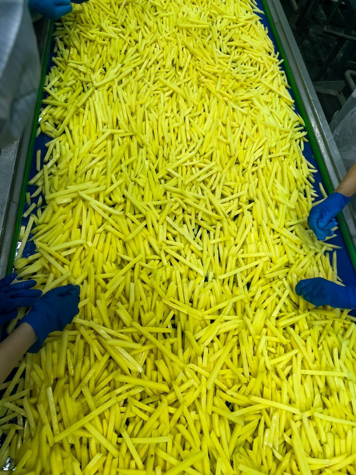 Seasoned Frozen Regular Cut French Fries Supplier