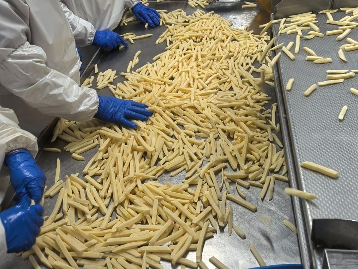Seasoned Frozen Regular Cut French Fries Manufacture