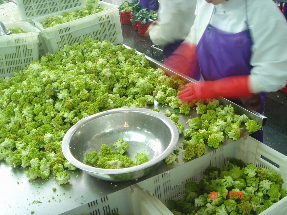 IQF Romanesco Florets