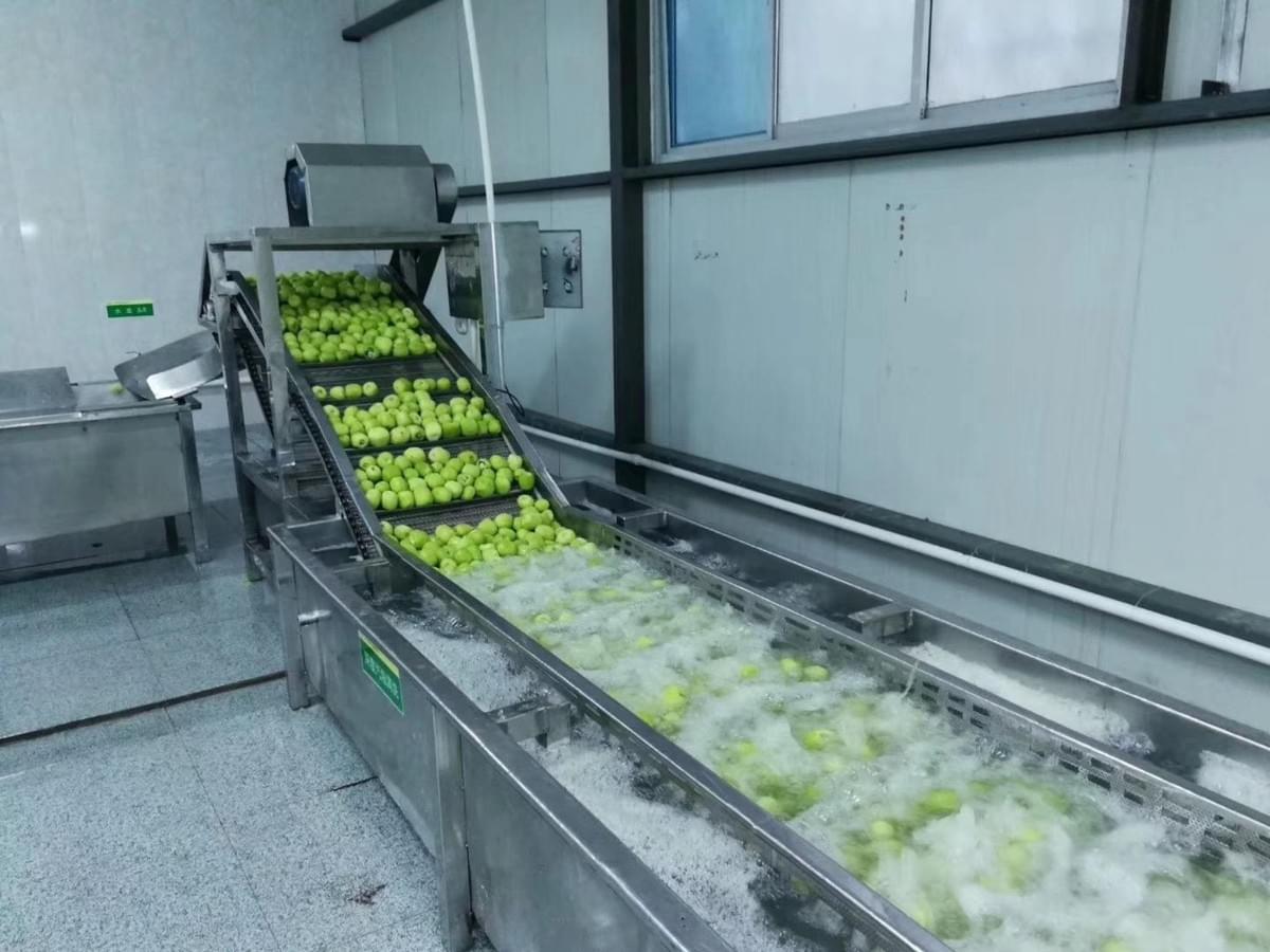 IQF Frozen Sliced Kiwi