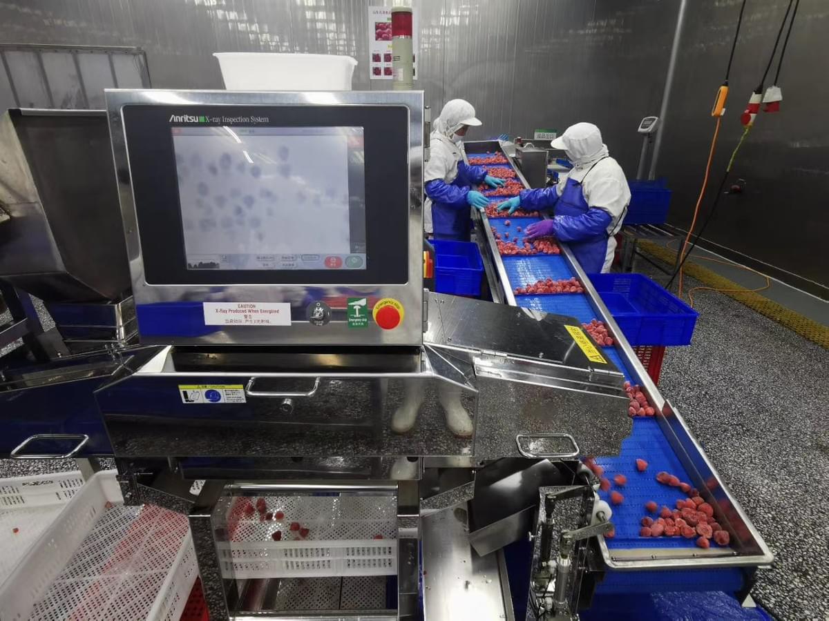 IQF Strawberries Dandong 99