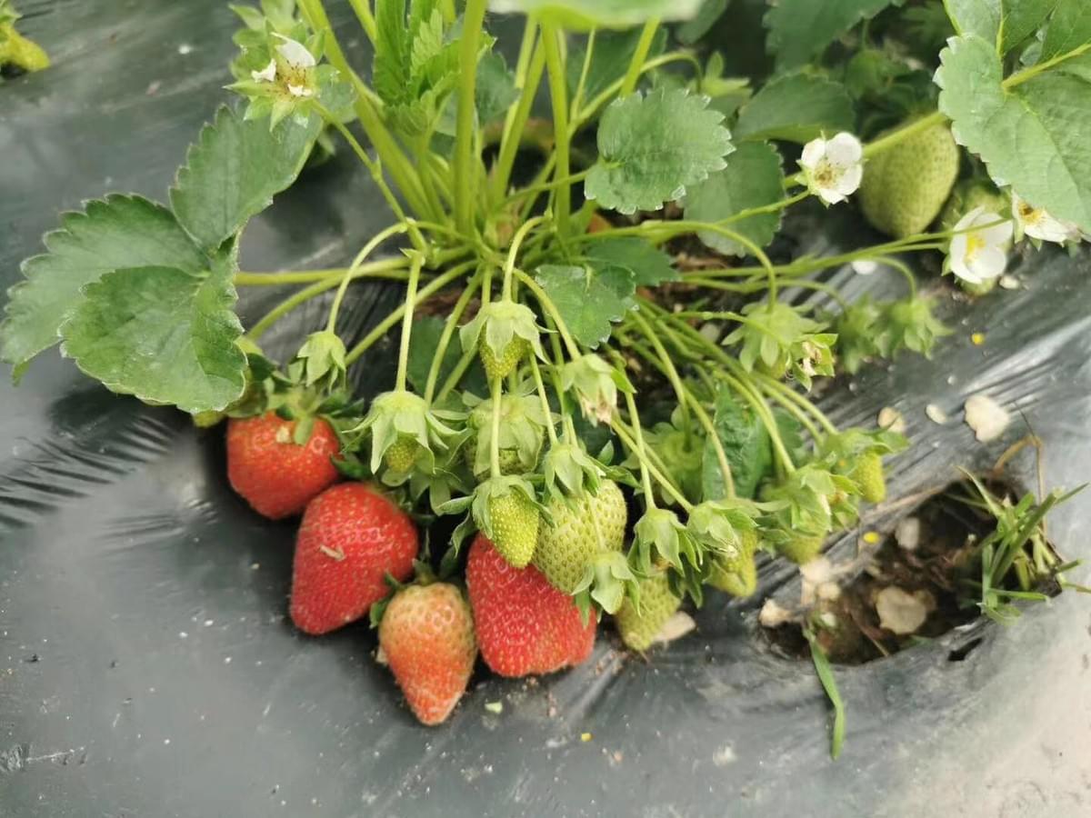 IQF Whole Strawberries Uncalibrated