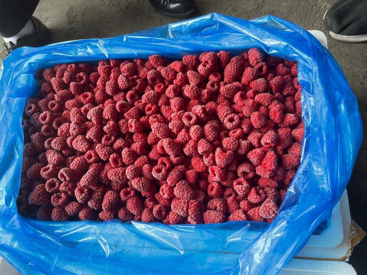Frozen Raspberries Distributors