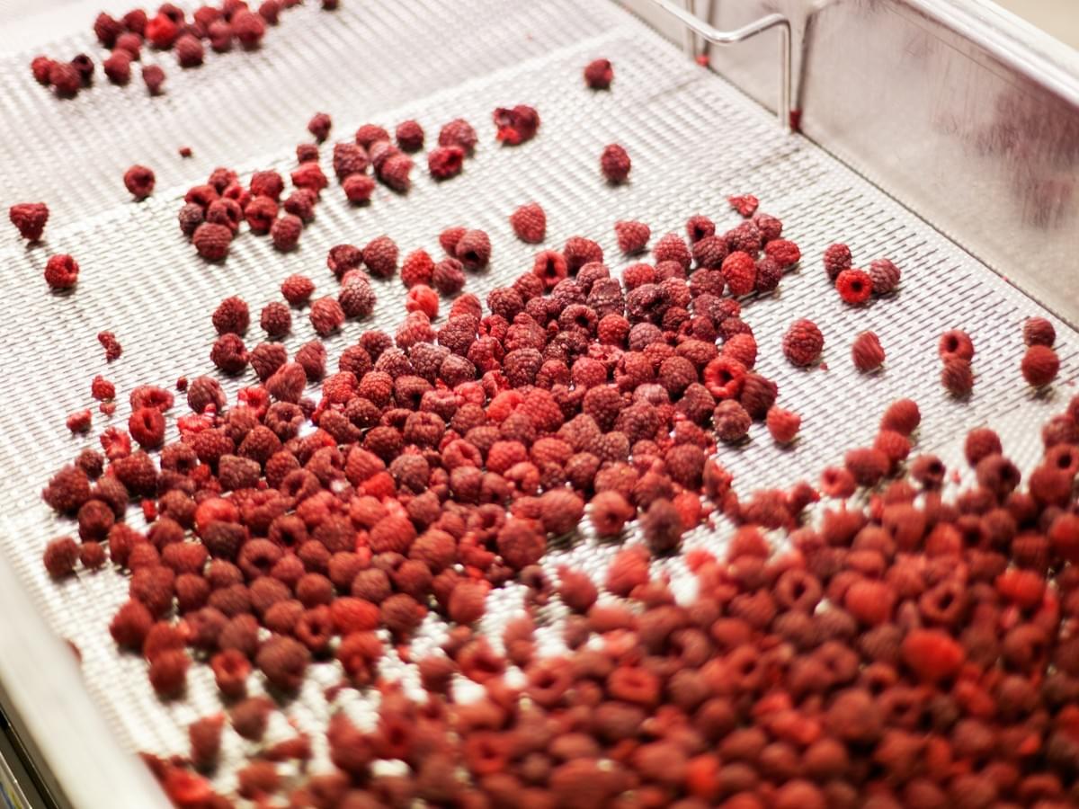 Frozen Raspberries Factory