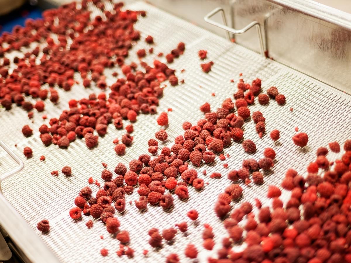 IQF Frozen Raspberries