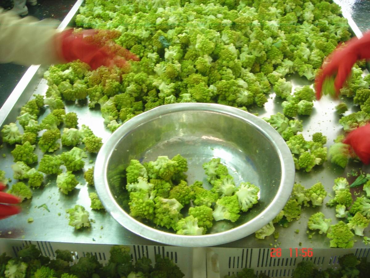 IQF Romanesco Florets