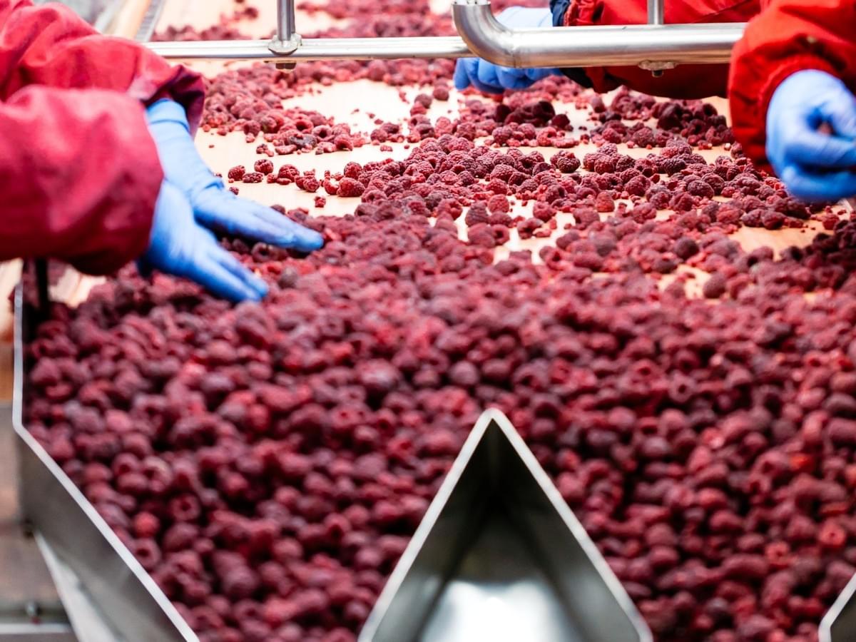 IQF Frozen Whole Raspberries