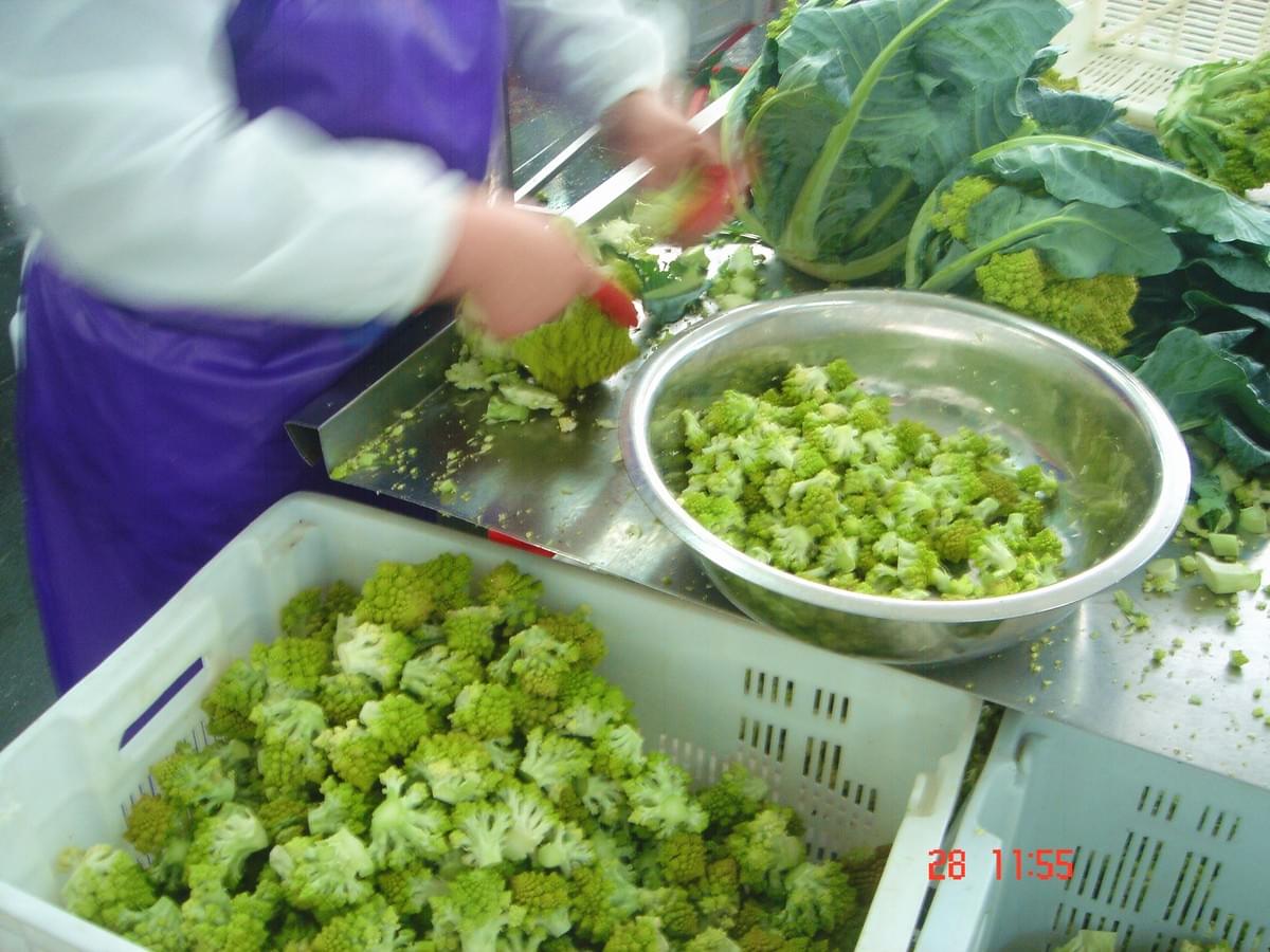 IQF Romanesco Florets