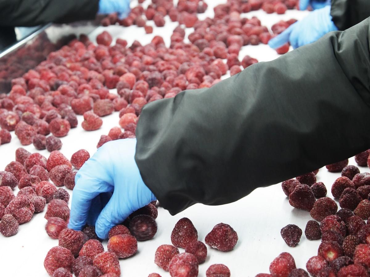 IQF Whole Strawberries Uncalibrated