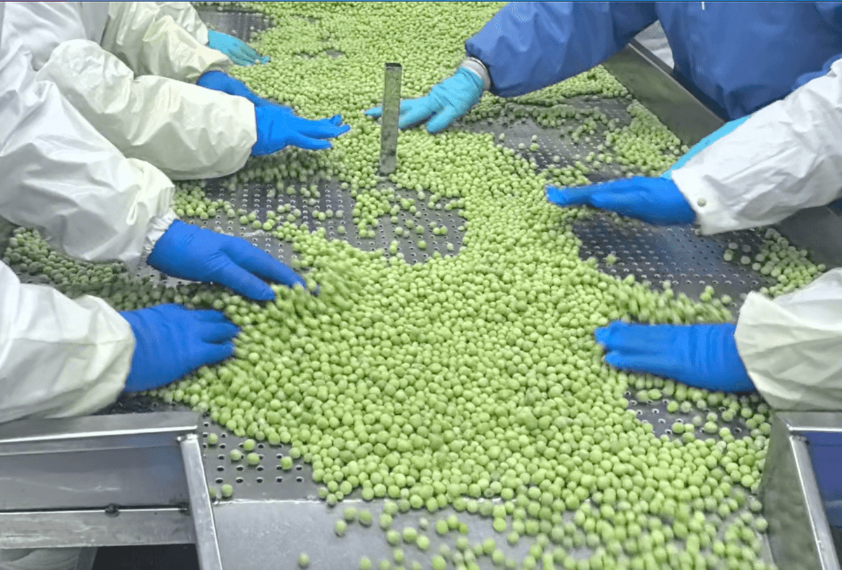 IQF Green Peas