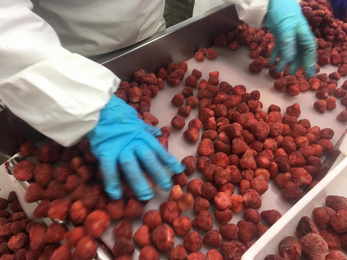 IQF Strawberries American No.13 Variety