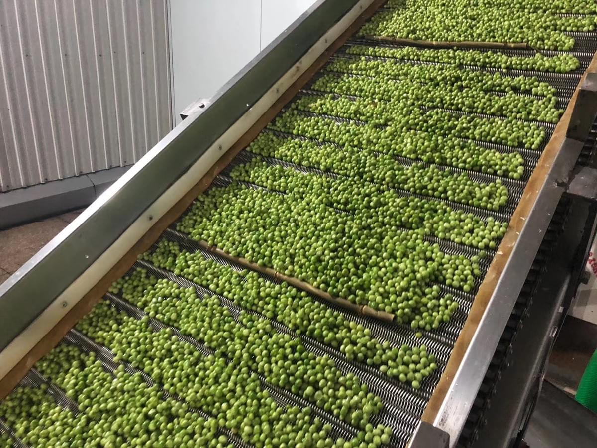 IQF Green Peas