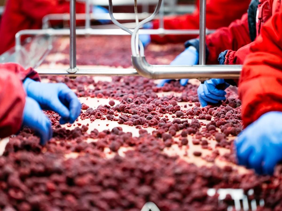 IQF Whole & Broken Raspberries