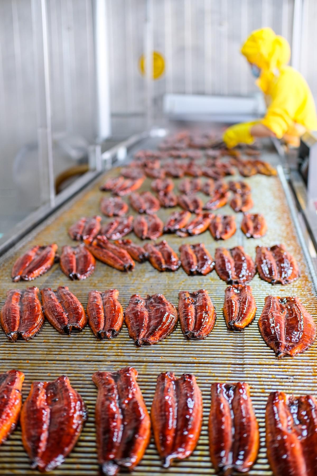 Frozen grilled eel are produced in factory for wholesaler, Japanese restaurant, producer, importer, manufacturer