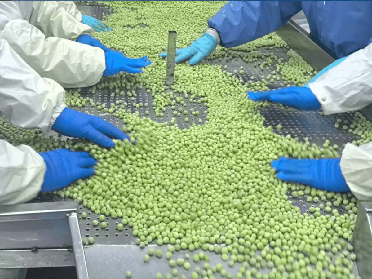 IQF Green Peas