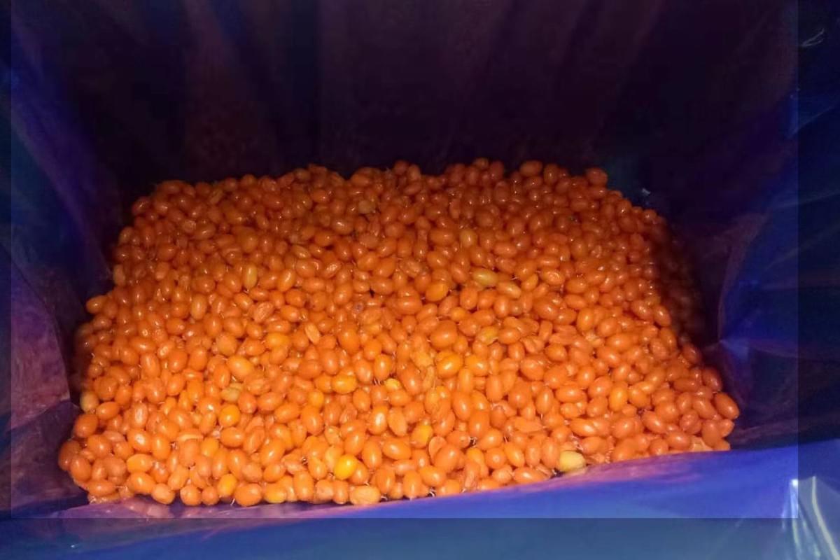 IQF Sea Buckthorn Berries