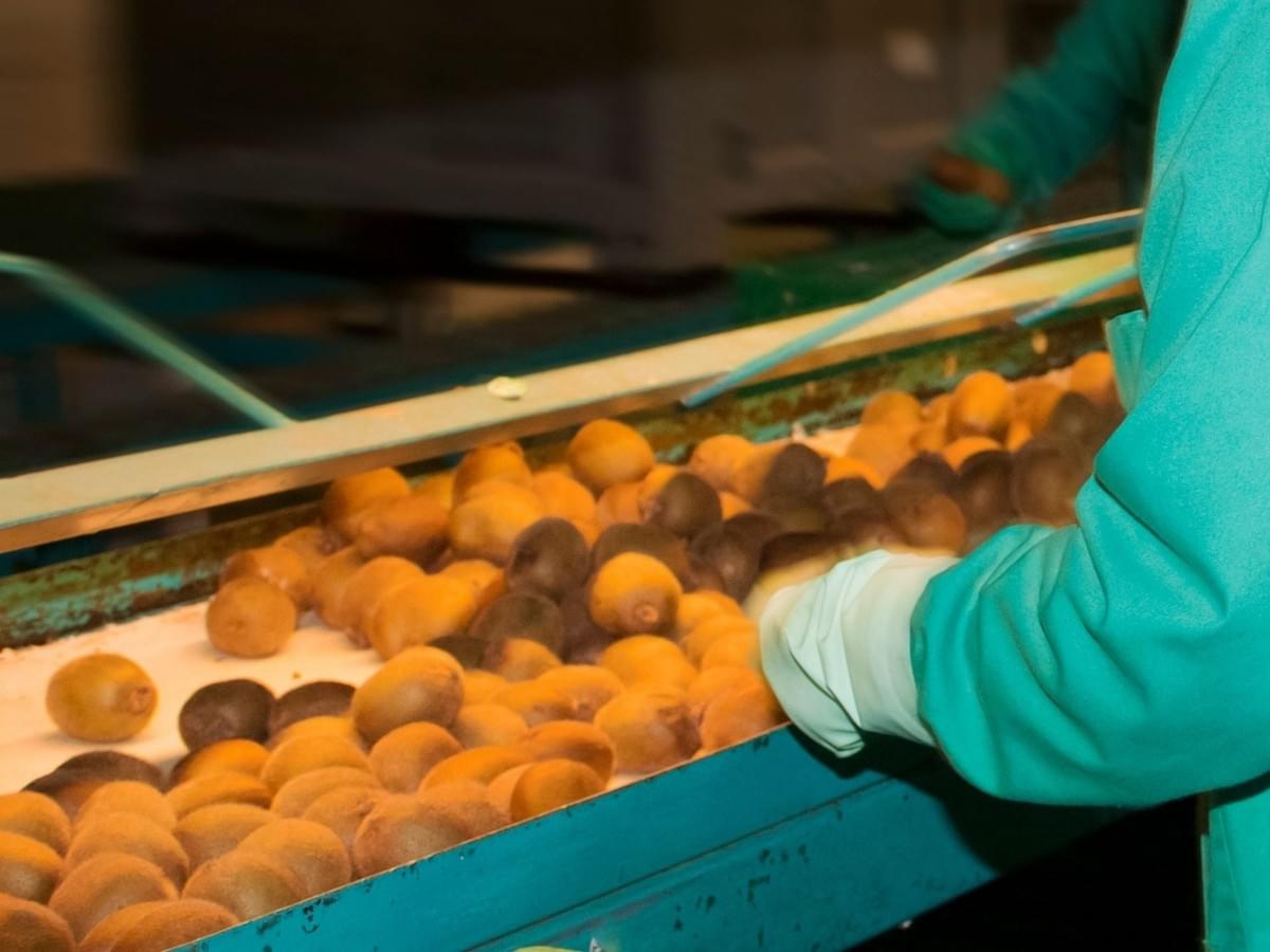 IQF Frozen Sliced Kiwi