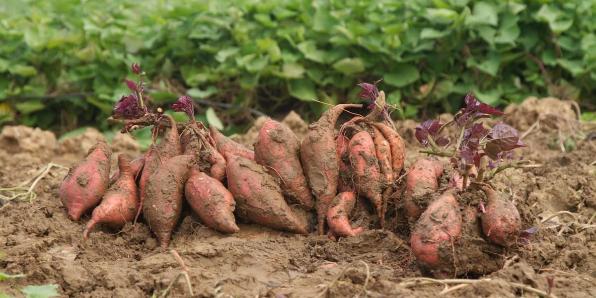 Sweet Potato Facts