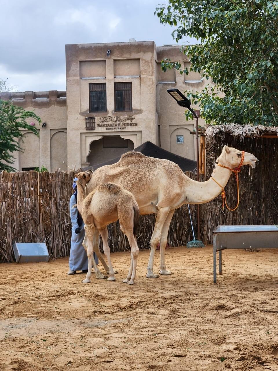 Dubai Desert Safari Package-Normal