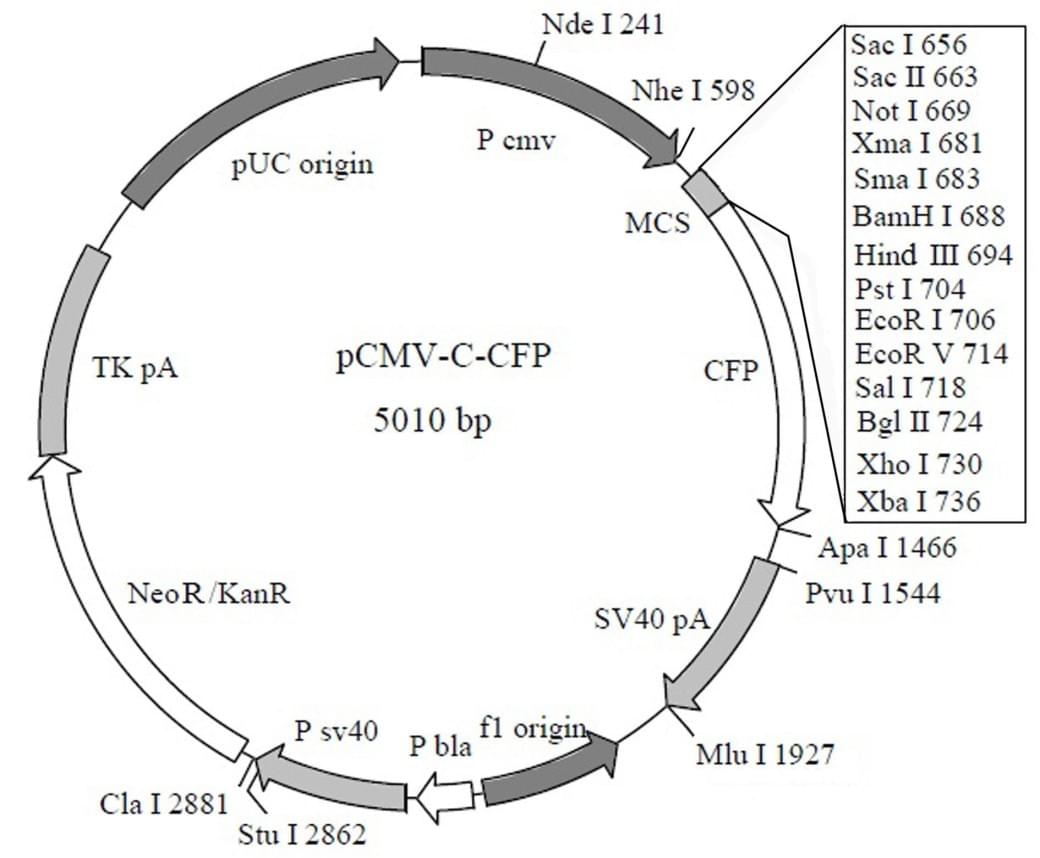pCMV-C-CFP
