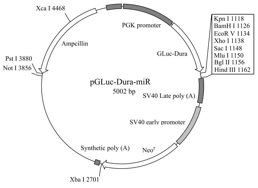 pGLuc-Dura-miR