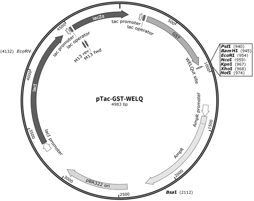 pTac-GST-WELQ